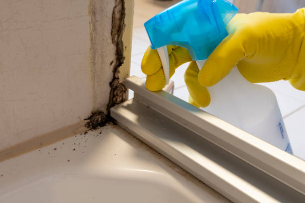 Best Mold Damage Restoration  in Montclair, VA